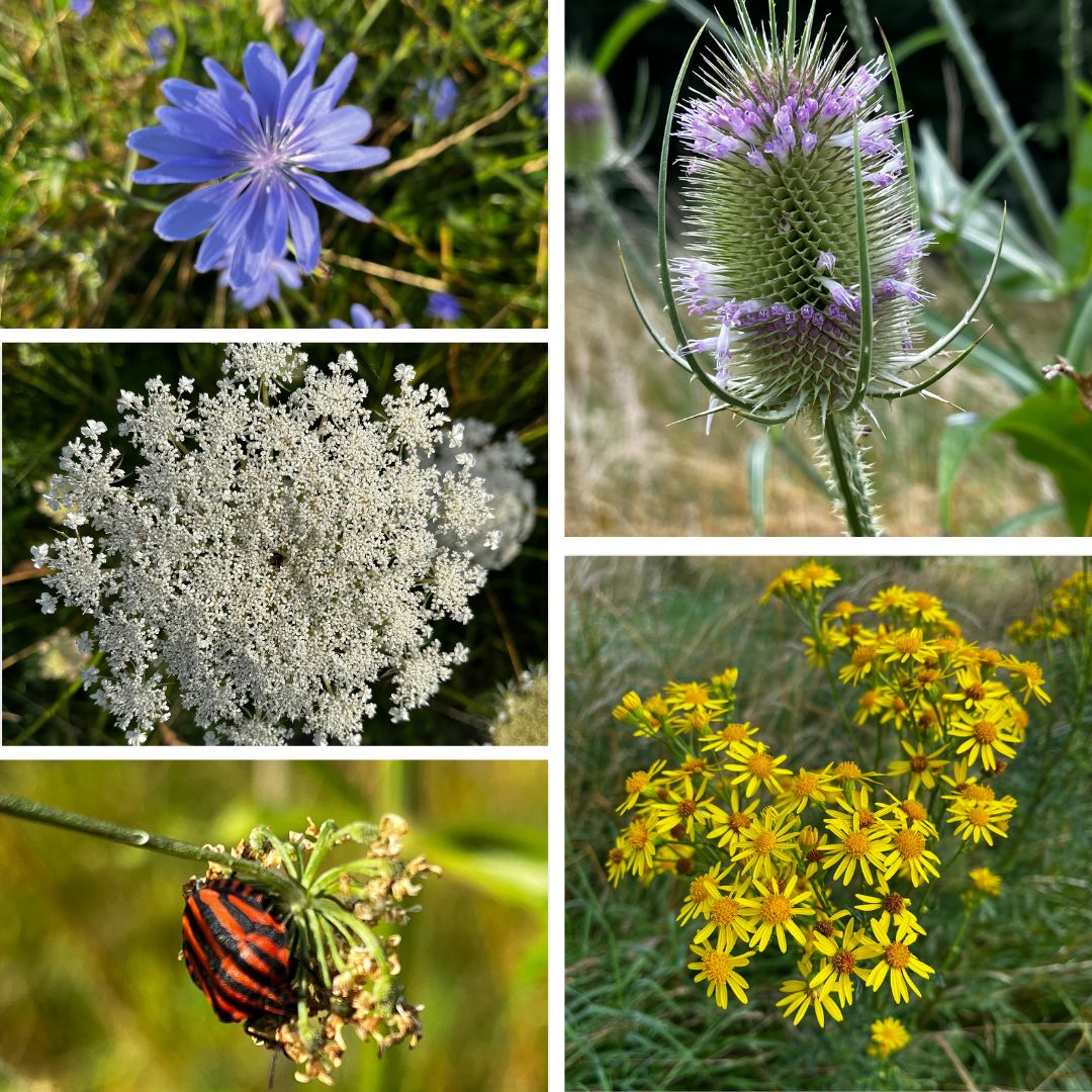 wandelen met aandacht, onthaasten